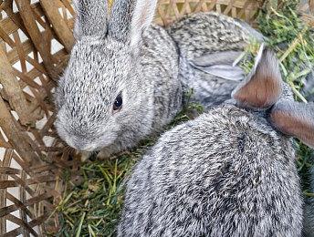 《风起洛阳》游戏实机视频 试玩未来上线Steam